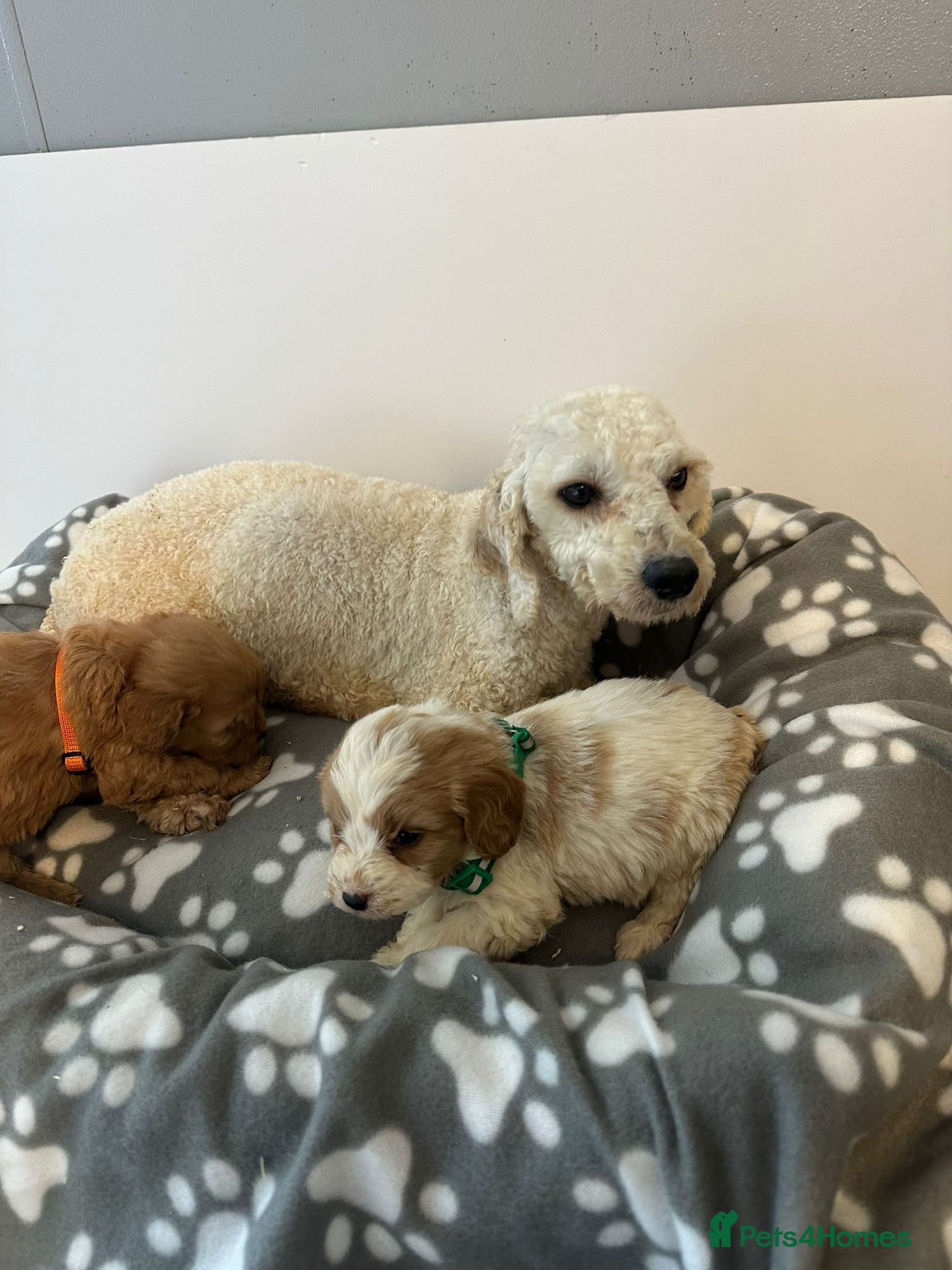 Cavapoo dogs F1 cavapoo puppies - Advert 1
