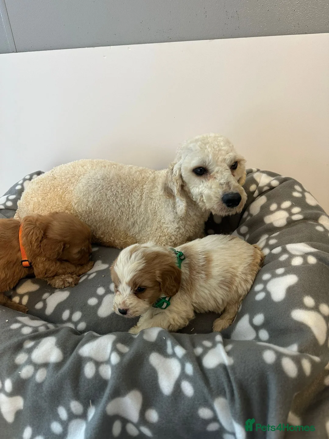 Cavapoo dogs for sale: F1 cavapoo puppies in Aberdeen - Advert 1