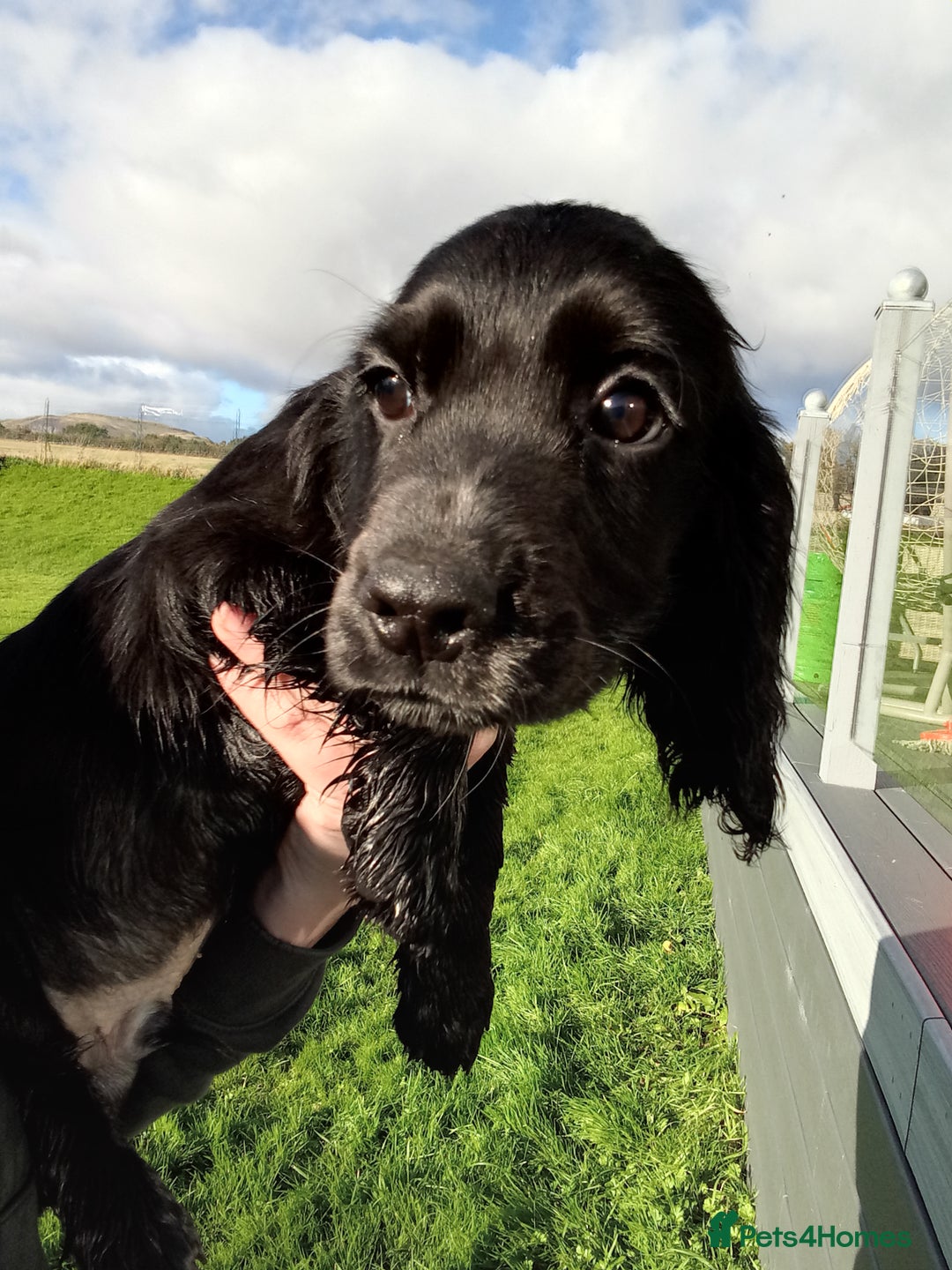 Cocker Spaniel dogs for sale: Working cocker spaniel pups - Image 3