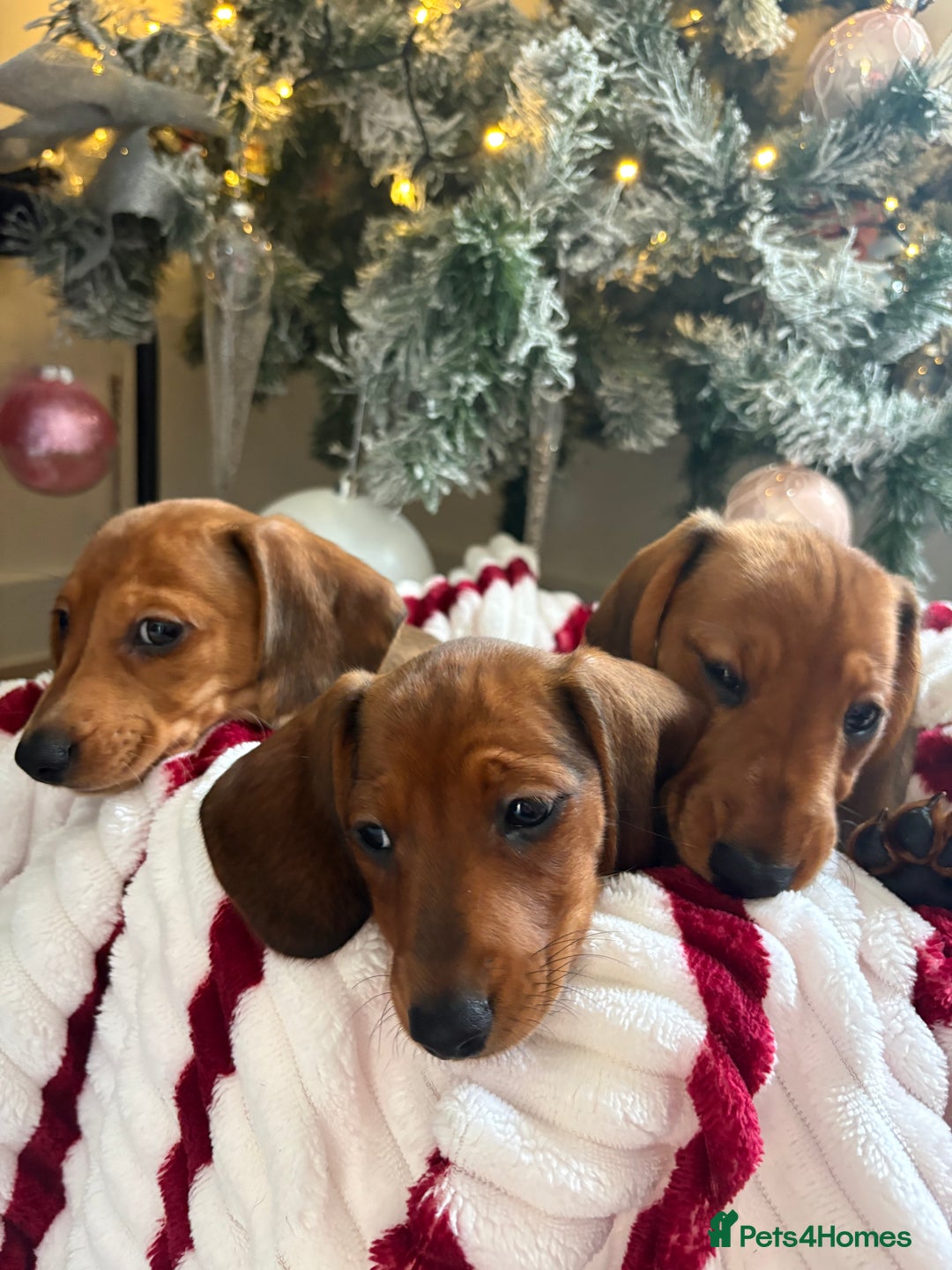Dachshund dogs for sale: Beautiful dachshunds ready to leave now - Advert 17