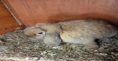 Mini Lop rabbits - Advert 15