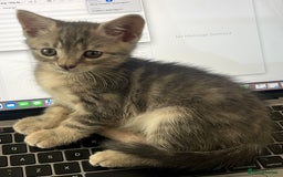 British Shorthair cats for sale: Beautiful 11 week old kitten  - Image 1