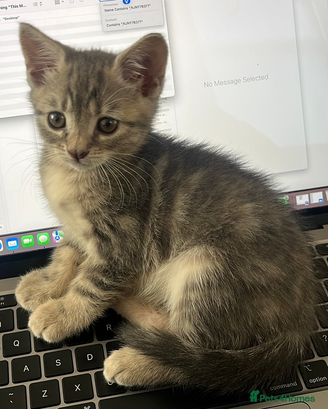 British Shorthair cats for sale: Beautiful 11 week old kitten  - Image 1