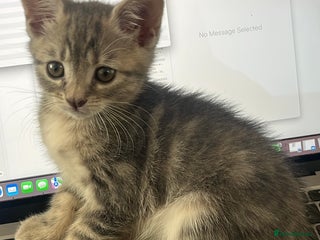 British Shorthair cats for sale - Advert 1