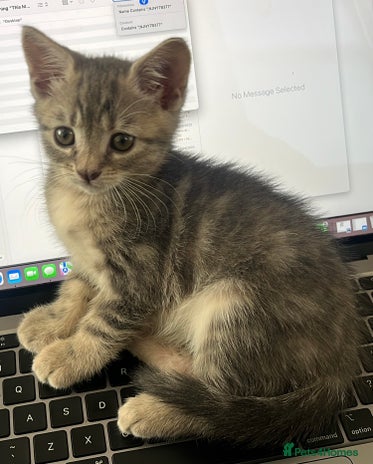 British Shorthair cats - Advert 4