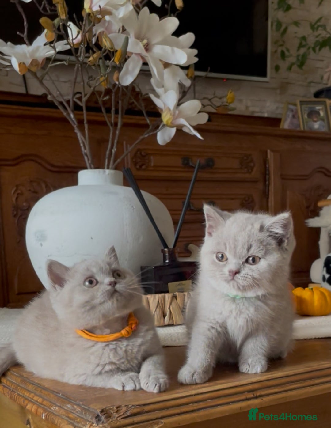 British Shorthair cats for sale: Beautiful Lilac BSH champion Line kittens - Image 34