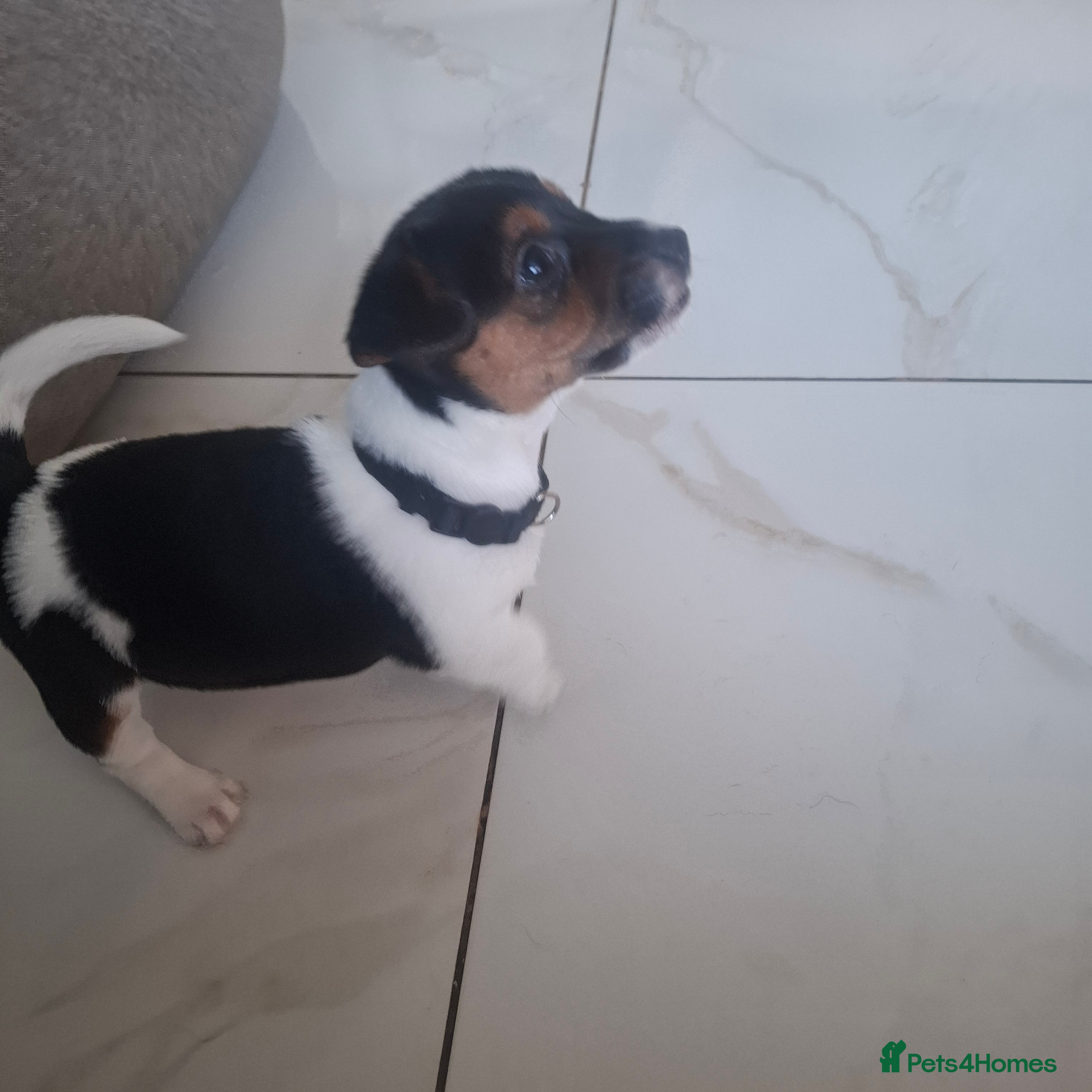 Jack Russell dogs Jack Russell pup - Advert 2