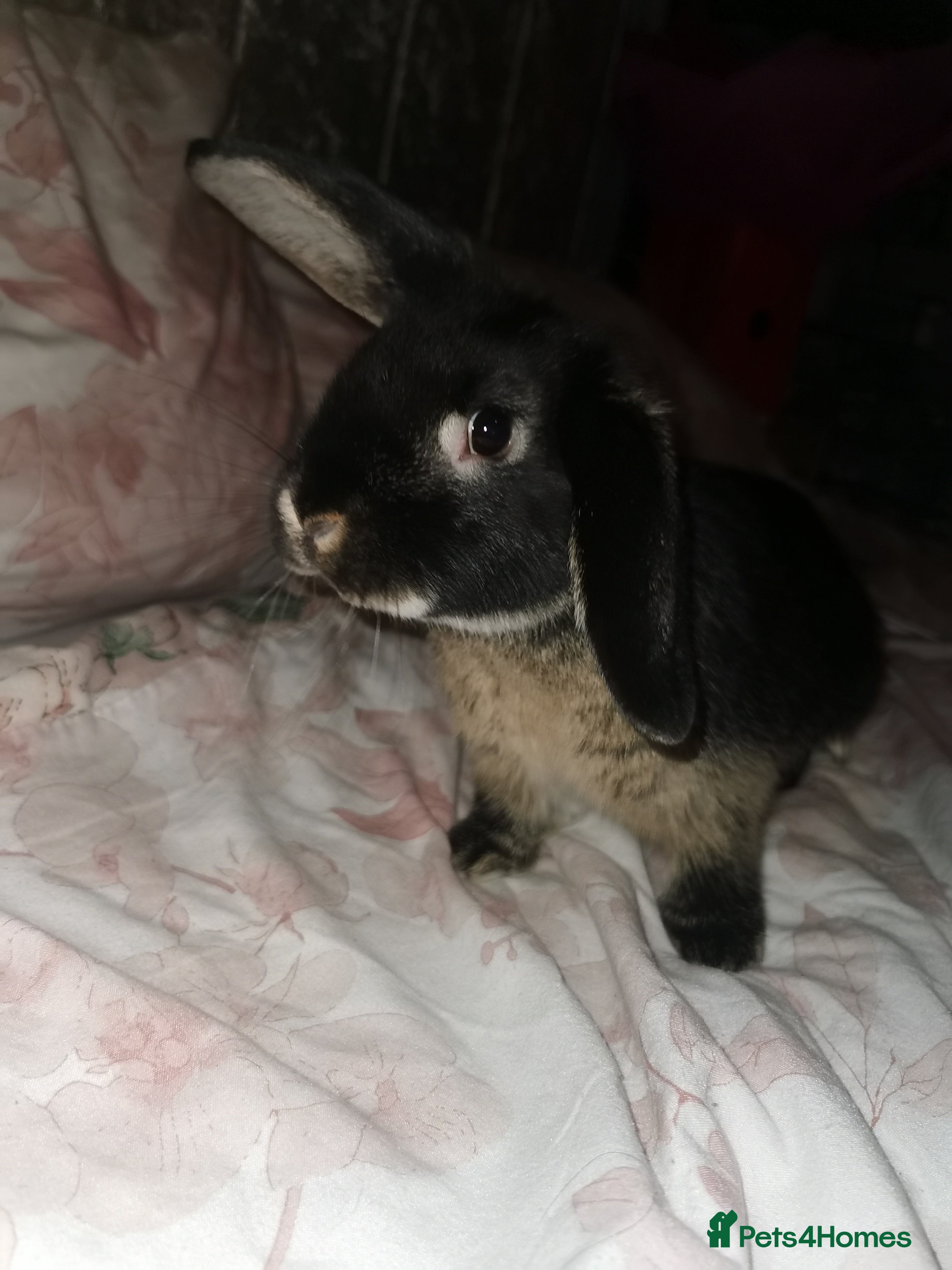 Mini Lop rabbits Bugas 🩶 - Advert 1