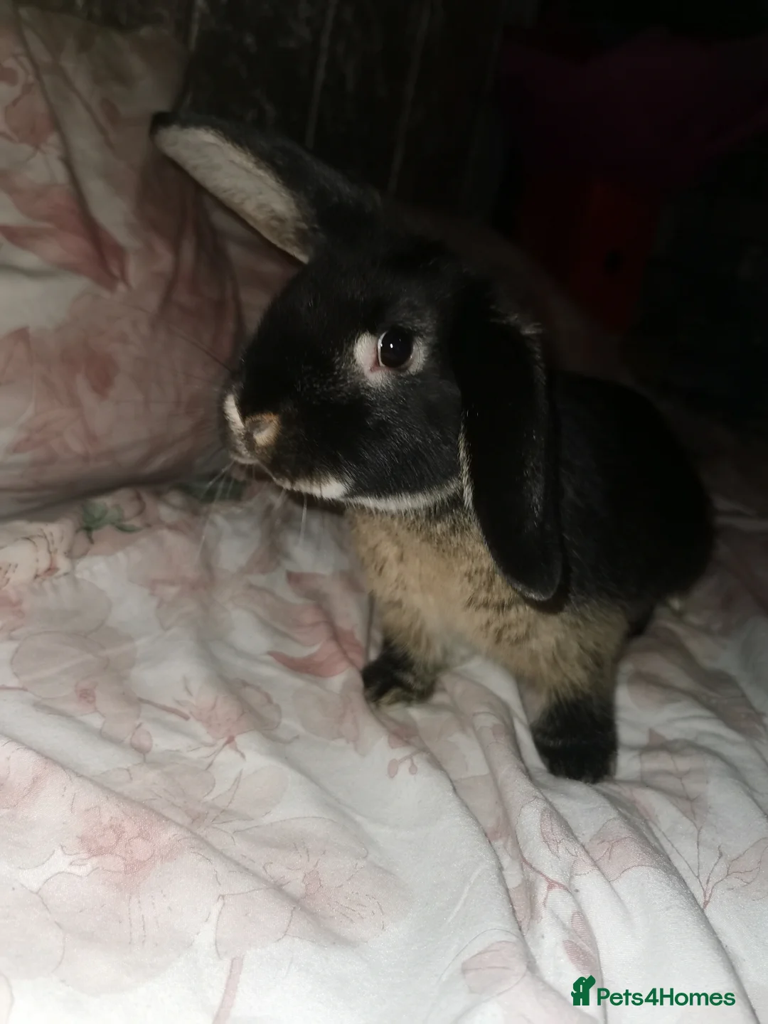 Mini Lop rabbits for sale: Bugas 🩶 - Advert 1