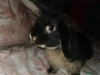 Mini Lop rabbits Bugas 🩶 - Advert 1