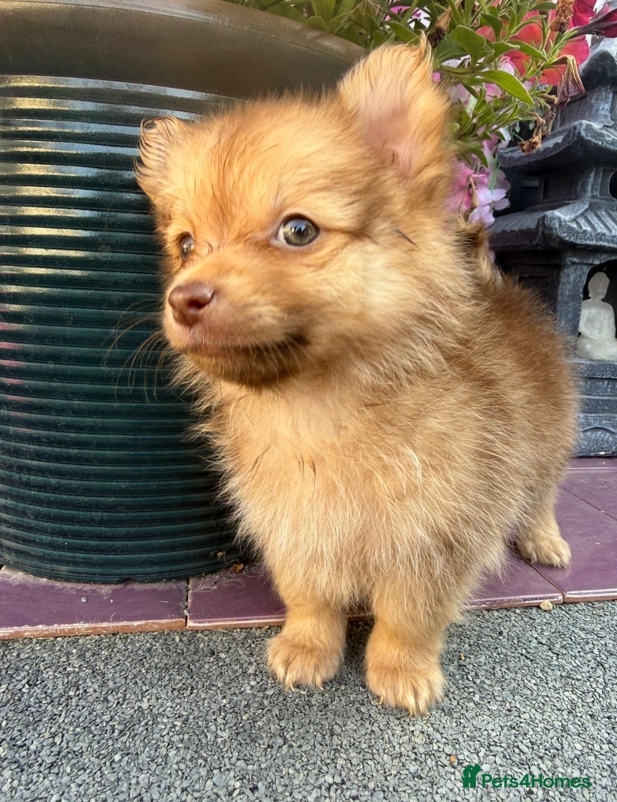 Pomchi dogs Two beautiful playful well socialised boys  - Advert 9