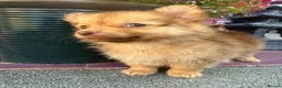 Pomchi dogs for sale: Two beautiful playful well socialised boys  - Advert 1