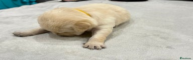 Golden Retriever Puppy yellow
