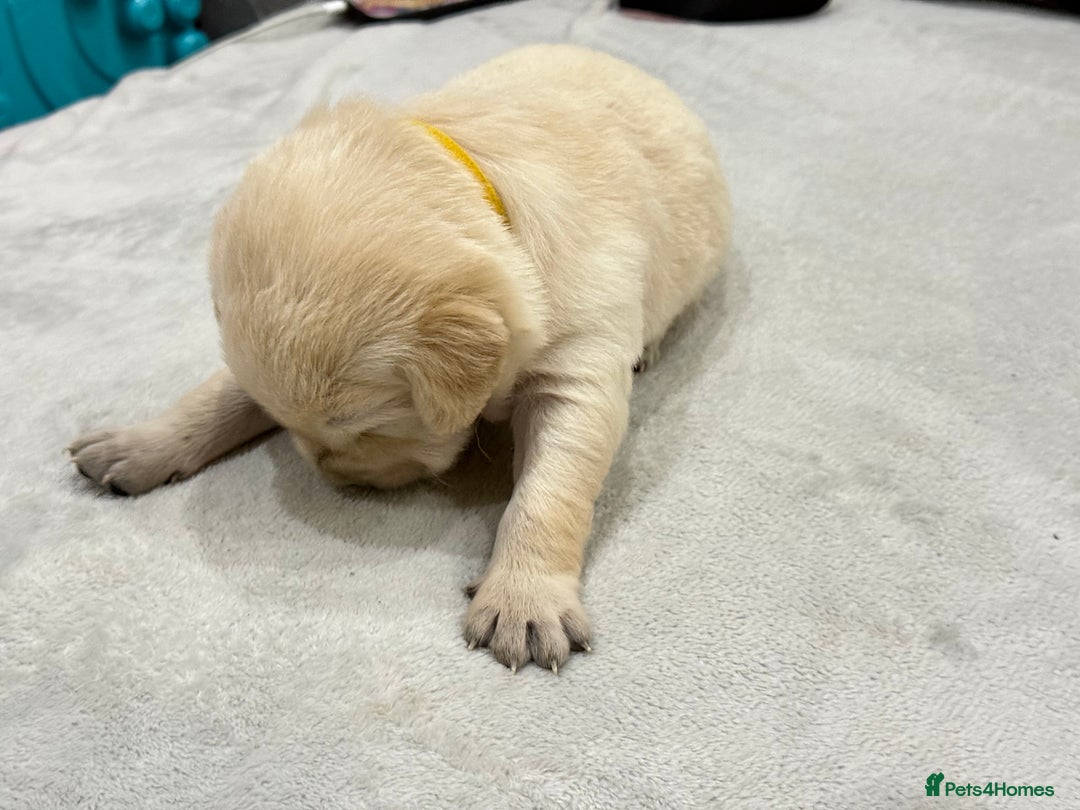 Golden Retriever dogs for sale: 6 golden retriever puppies for sale - Advert 10