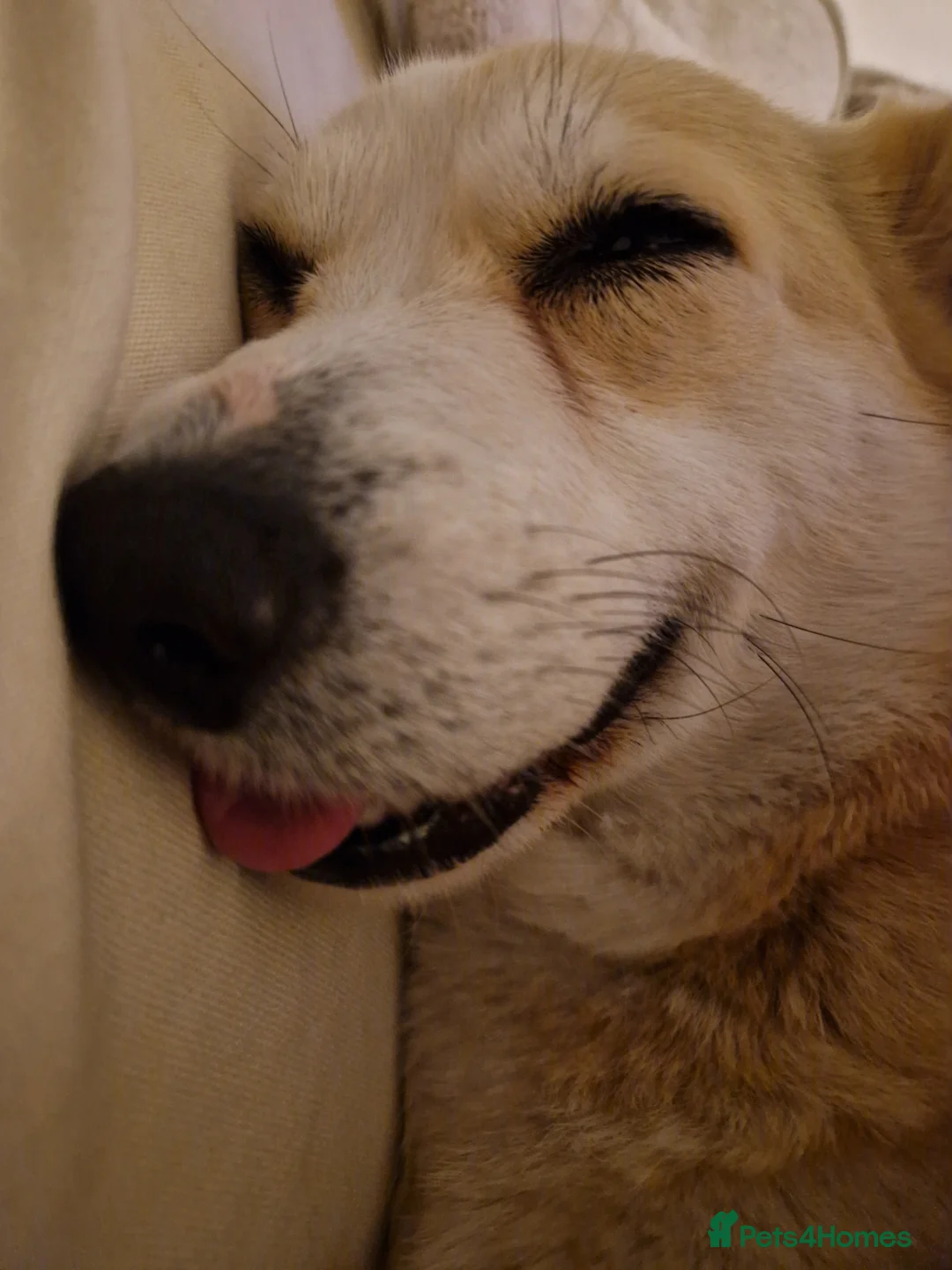 Welsh Corgi Pembroke dogs for sale: Kc registered 4 year old female  - Advert 3