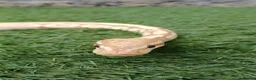 Python Snake reptiles for sale: Ball python  - Advert 2