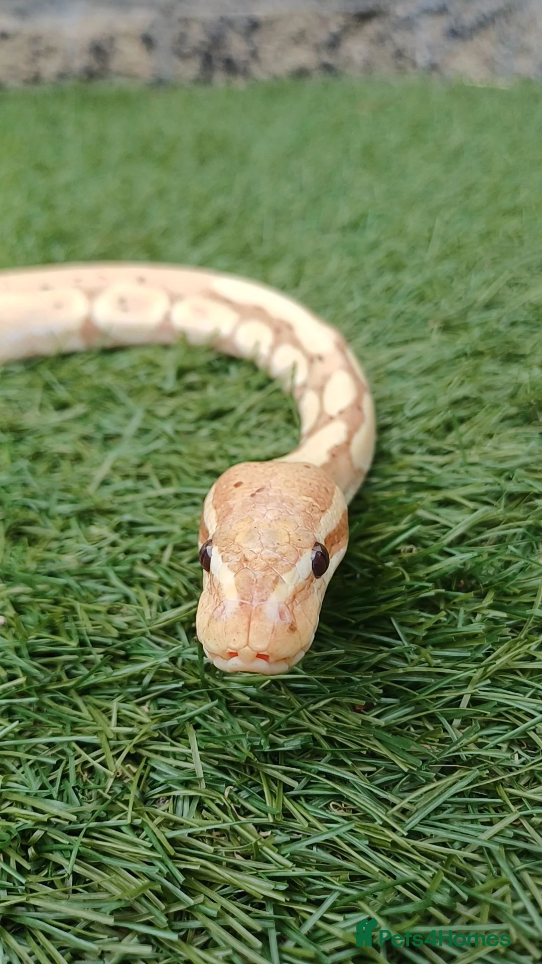 Python Snake reptiles for sale: Ball python  - Advert 2