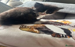 Mixed Breed cats for sale: Last two boys left! - Image 4