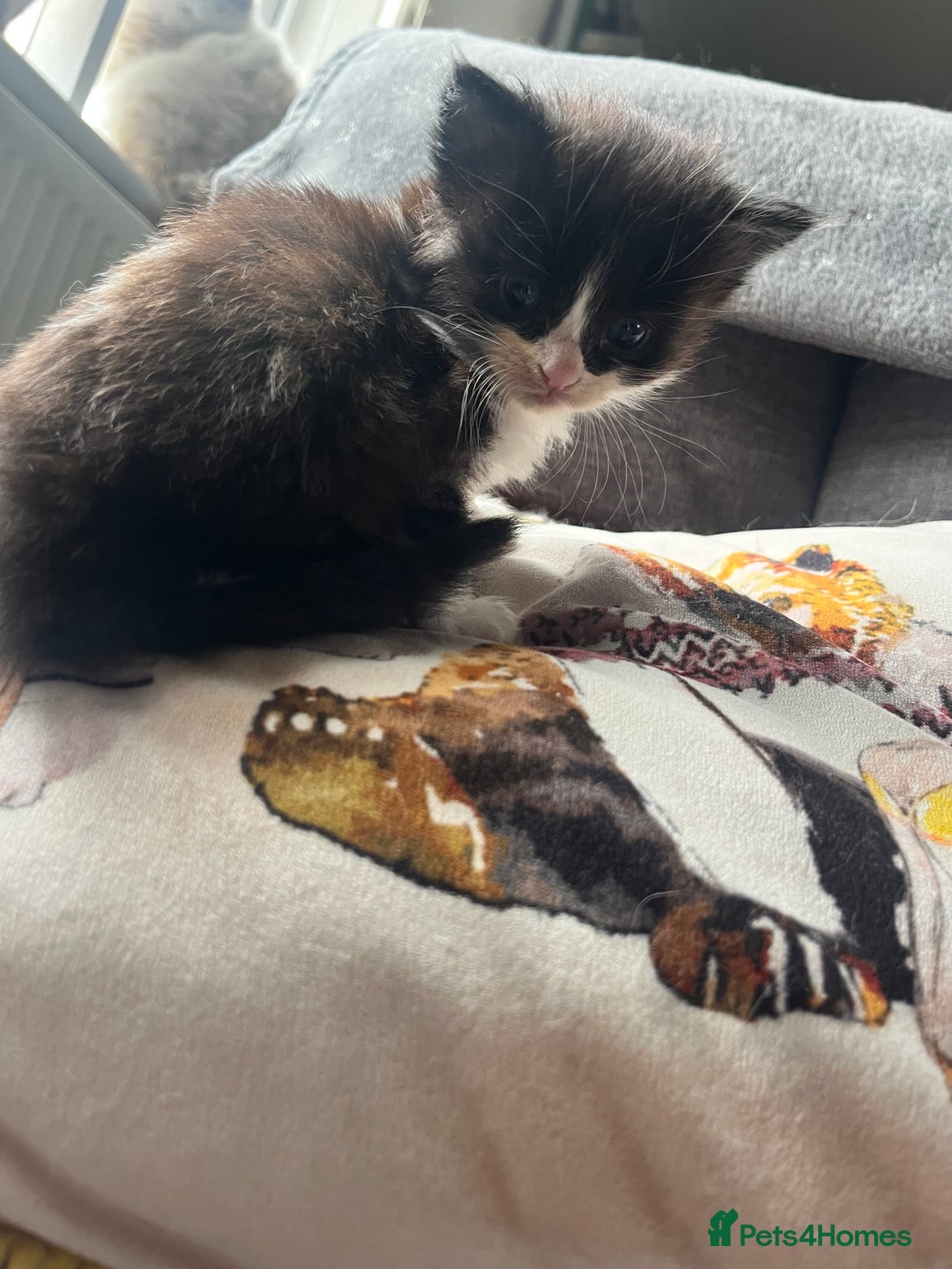 Mixed Breed cats for sale: Last two boys left! - Image 4