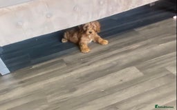 Cockapoo dogs for sale: F1 Cockapoo red puppies - Image 16