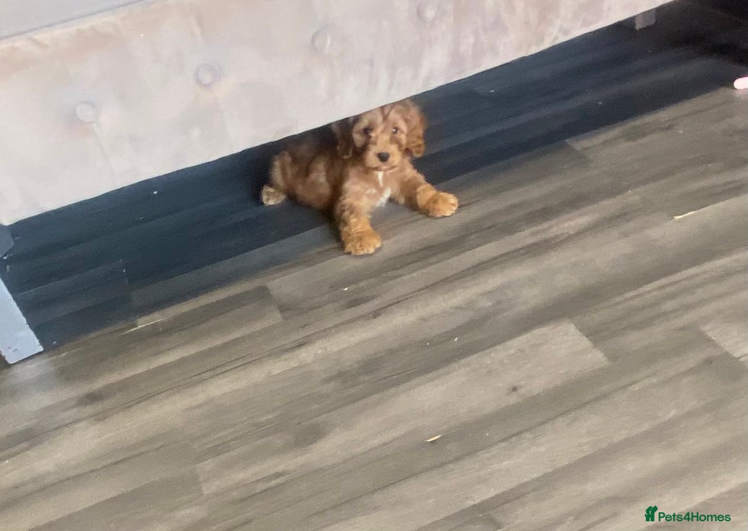 Cockapoo dogs for sale: F1 Cockapoo red puppies - Image 16
