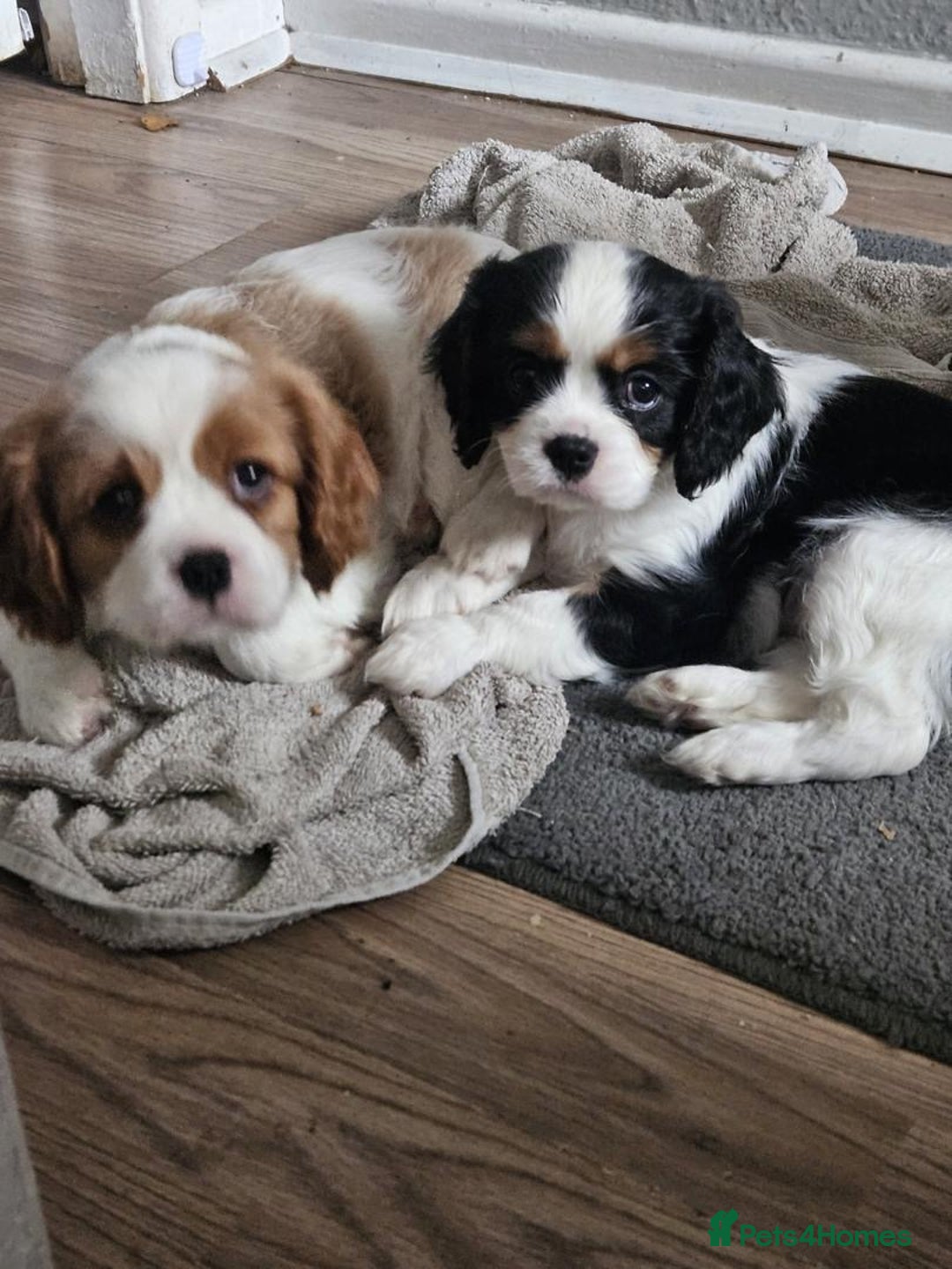 Cavalier King Charles Spaniel dogs for sale: Treated Cavalier king charles puppies   - Advert 4