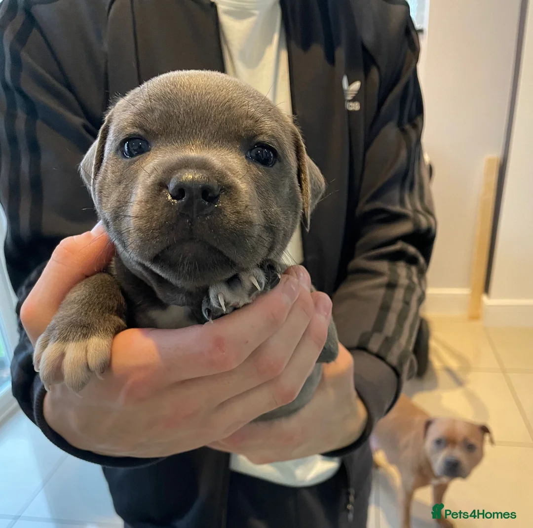 Staffordshire Bull Terrier dogs for stud: Grand Champion Sired - Multi Champion Bloodlines S in Basingstoke - Advert 6