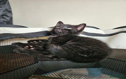 Bombay cats for sale: Rare Black Tabby Kittens with Golden Eyes - Image 2