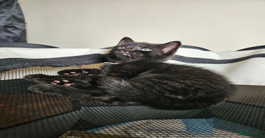 Bombay cats - Advert 4
