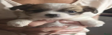 Chihuahua 1