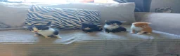 Mixed Breed cats for sale: Beautiful fluffy kittens - Advert 25