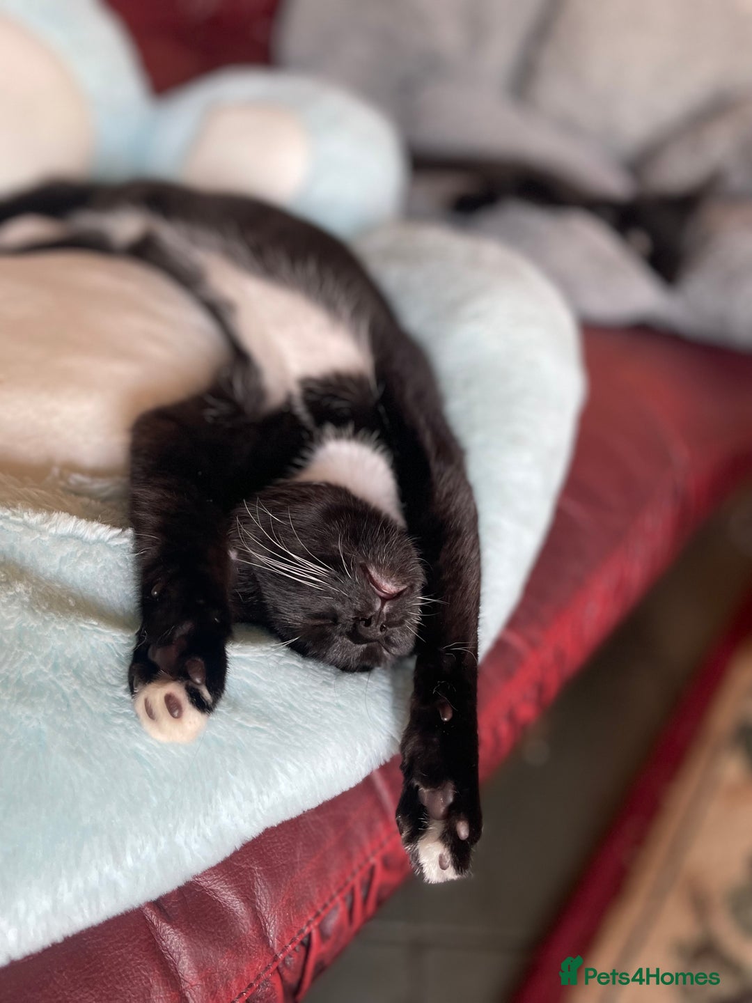 Mixed Breed cats for sale: Amazing Russian Blue/Bombay xbreed Kittens - Image 2