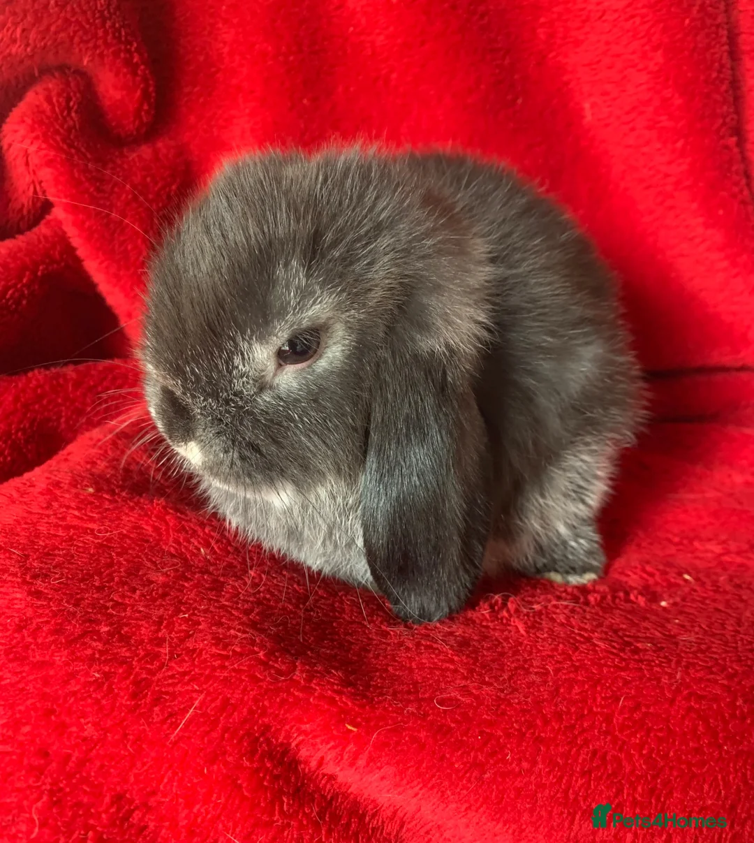 Mini Lop rabbits for sale: Gorgeous Pure Mini Lop Rabbits  - Advert 10