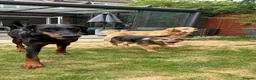 Mixed Breed dogs for sale: Small Cookie is Looking for Forever!  - Advert 14