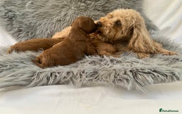 Cavapoo dogs for sale: EXTENSIVELY HEALTH TESTED Toy Cavapoos - Image 3