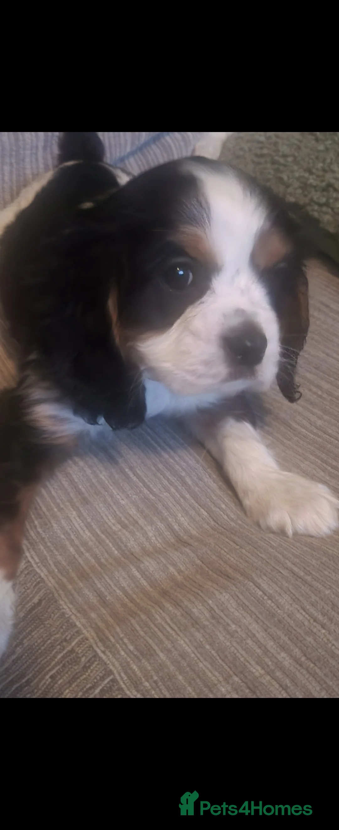 Cavalier King Charles Spaniel dogs for sale: Cavalier king charles spaniel puppys  - Advert 2