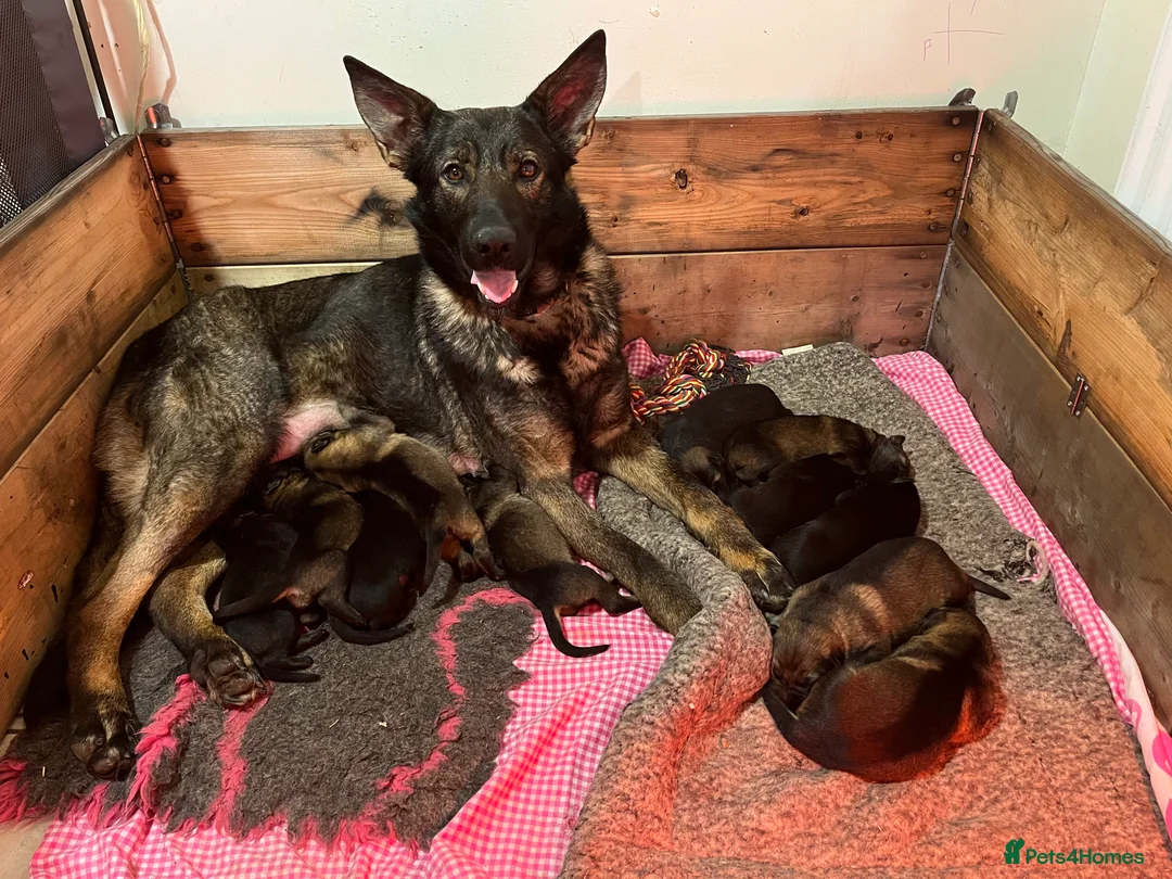 German Shepherd dogs for sale: German shepherd puppies - Advert 2