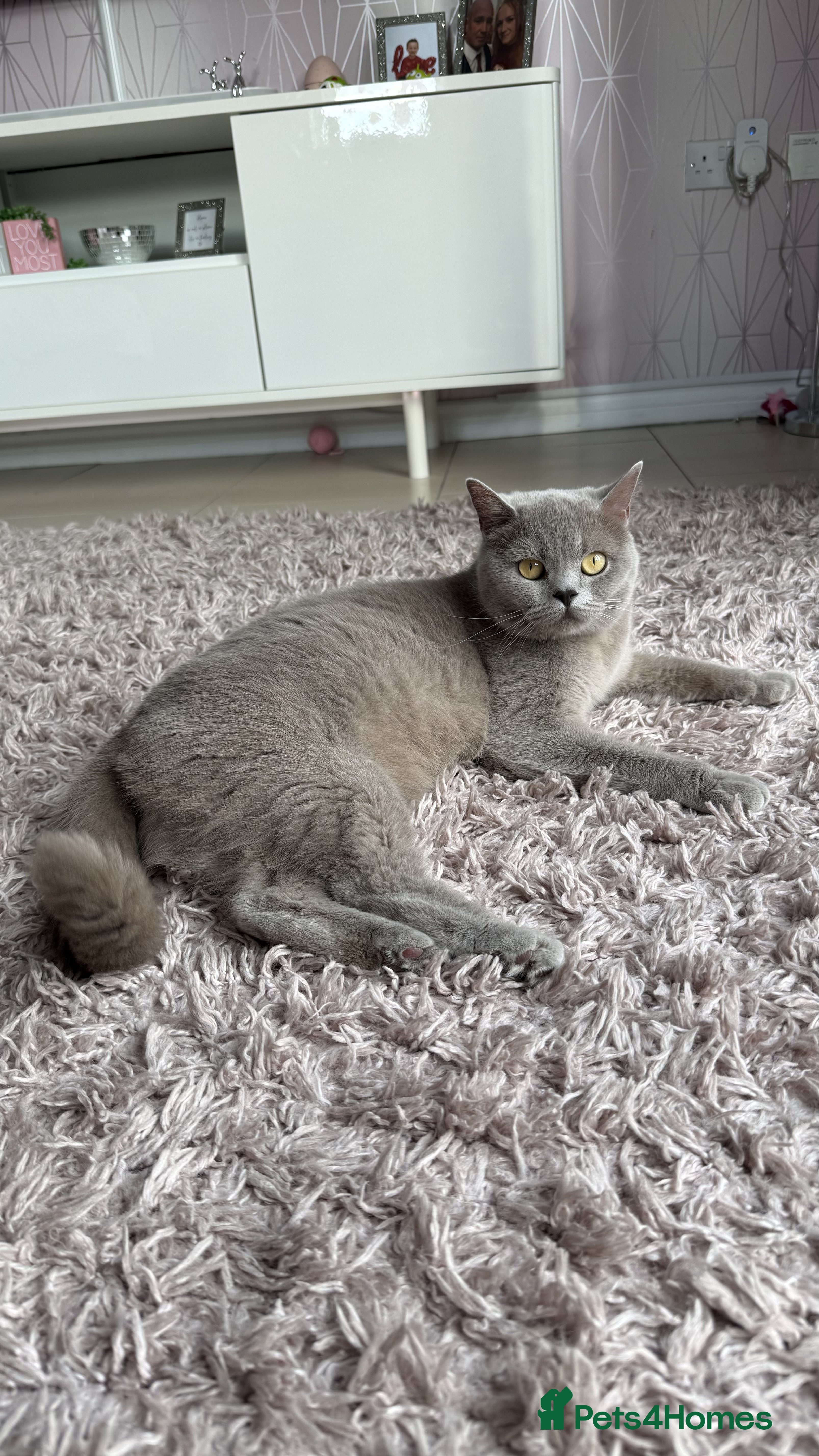 British Shorthair cats for sale: Gorgeous GCCF Reg British Blue Shorthair Kittens - Advert 2