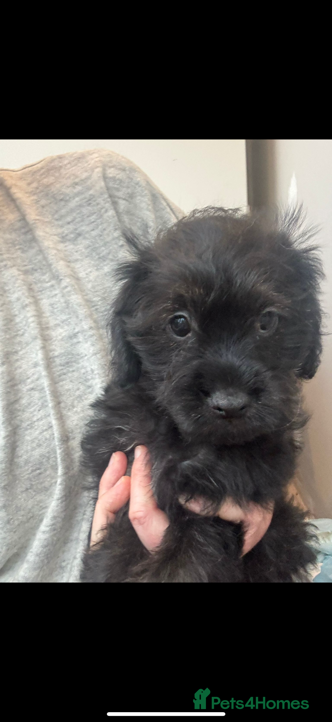 Mixed Breed dogs for sale: Shihtzu cross cocapoo (shihpoo) puppies  - Advert 28