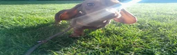 Miniature Dachshund dogs for sale: 4 beautiful miniture dachshunds. - Advert 13