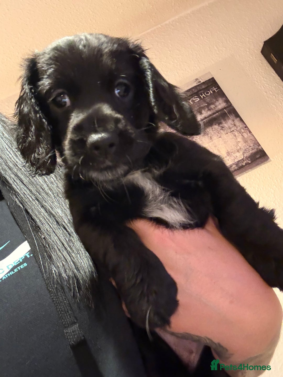 Mixed Breed dogs for sale: Dockers! Beautiful 3 girls left READY NOW  - Advert 6