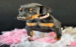 Dobermann dogs for sale: Welcoming the Disco Dobermans litter  - Image 6