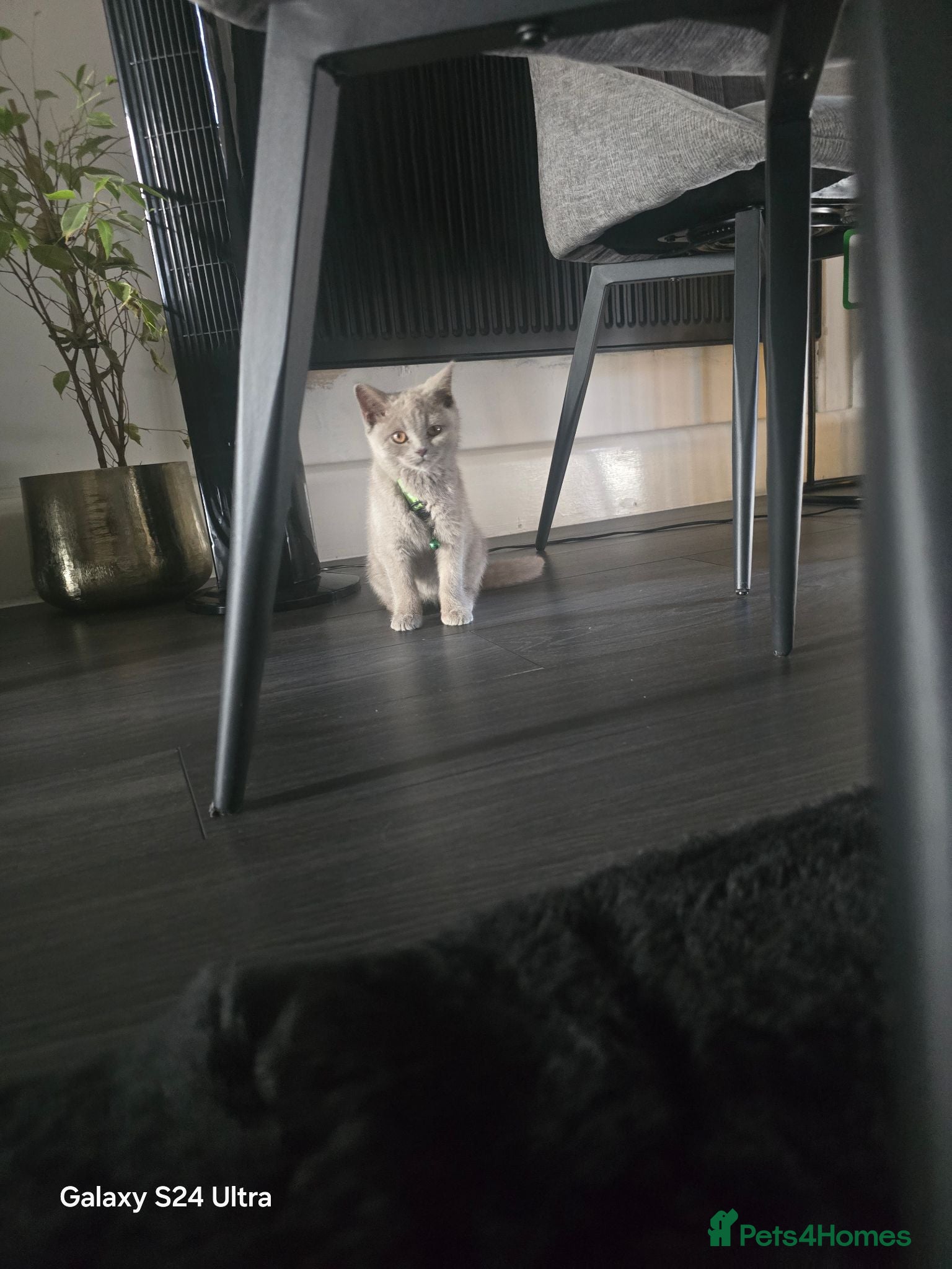 British Shorthair cats British blue short hair female  - Advert 2