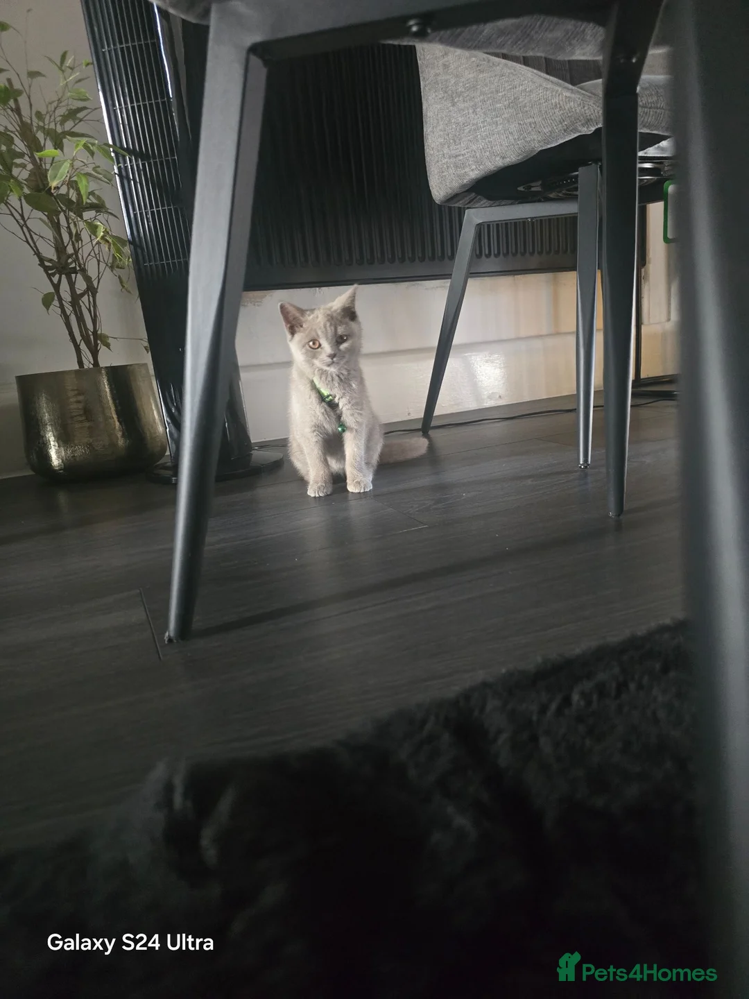 British Shorthair cats for sale: British blue short hair female  - Advert 1