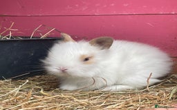 Lionhead rabbits for sale: One male left. Blue eyes. Orange and white - Image 21