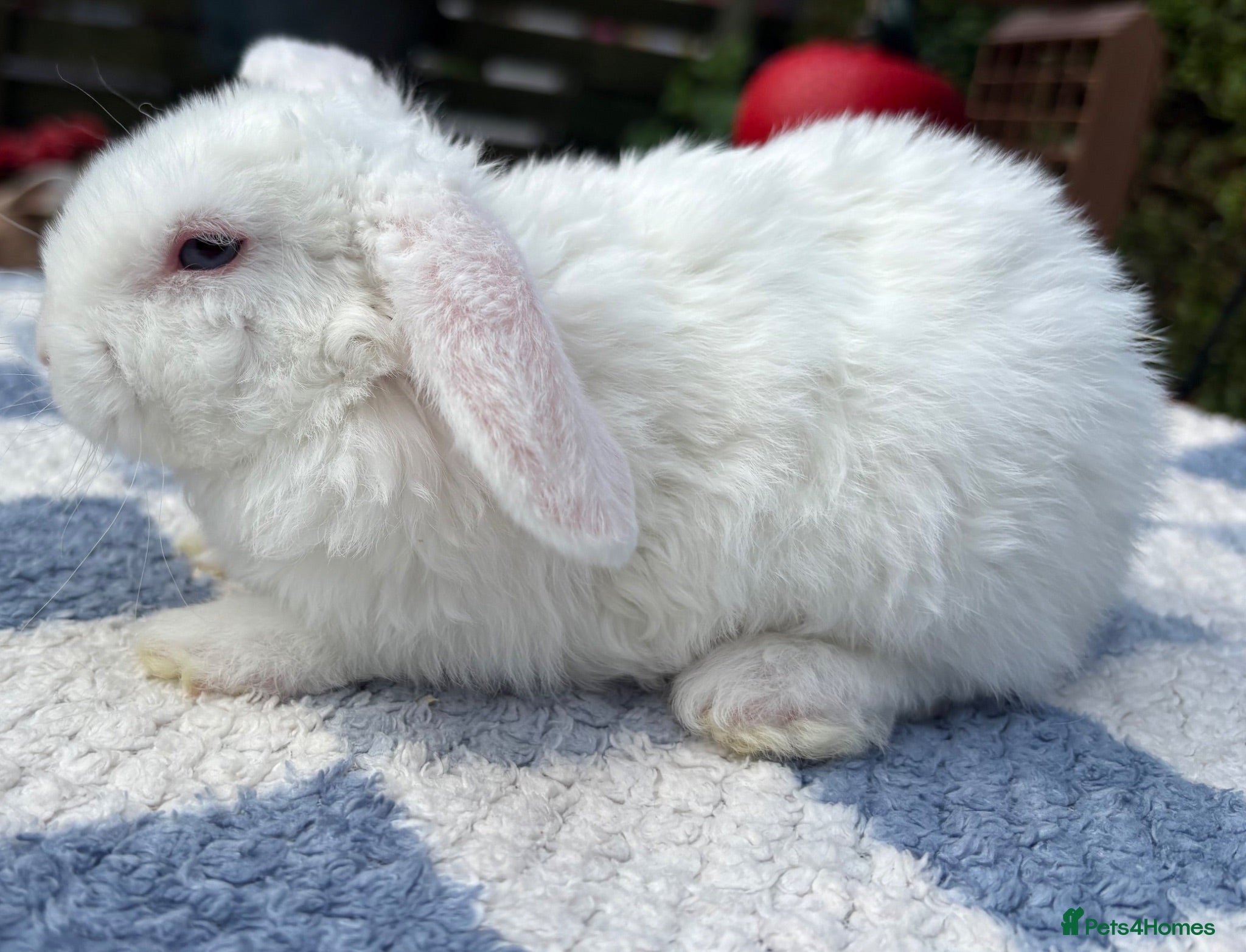 Mini Lop rabbits Two litter for sale  - Advert 1
