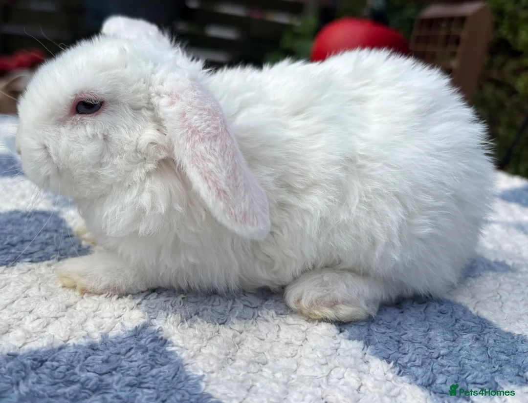 Mini Lop rabbits for sale: Two litter for sale  - Advert 1
