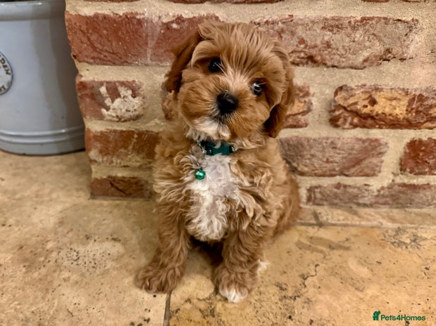 Cavapoo dogs Ready to leave - F1b male Cavapoo - Advert 1