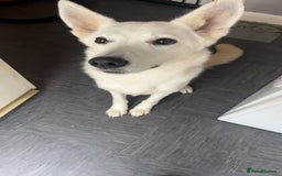 Mixed Breed dogs for sale: King and Eden German shepherd  - Image 3
