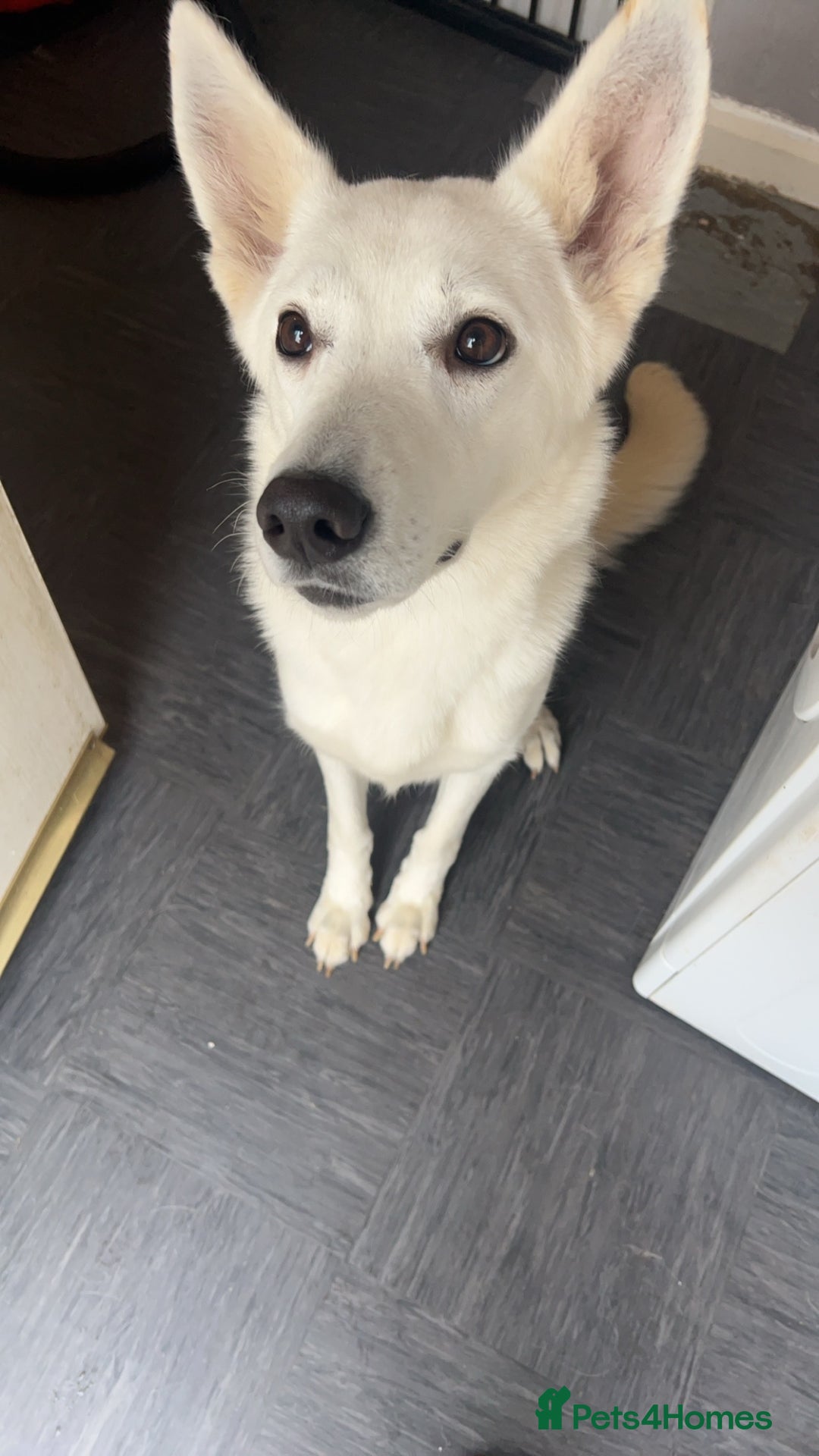 Mixed Breed dogs for sale: King and Eden German shepherd  - Image 3